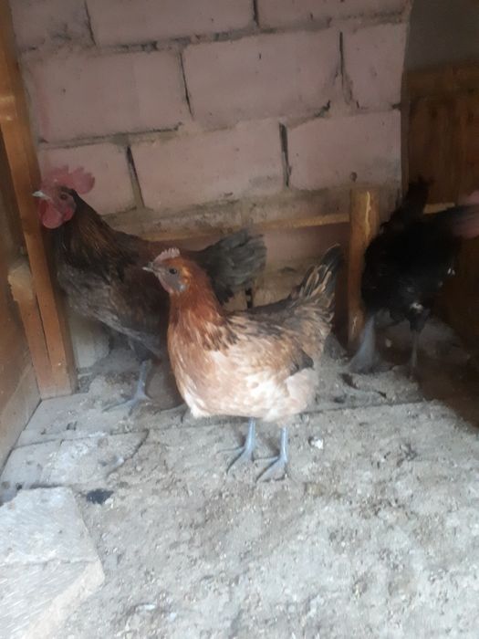 Lakenvelder tovuqlari