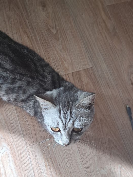 самый красивый котенок отдается