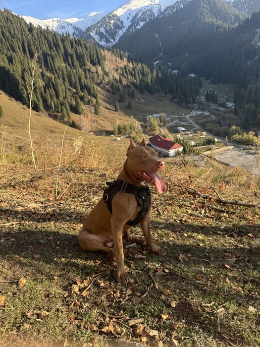 Вязка Амернканский пит буль