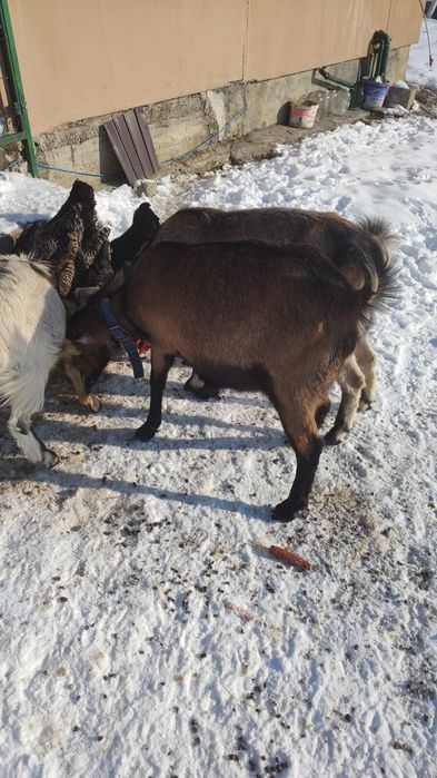 Capra gestantă de vanzare