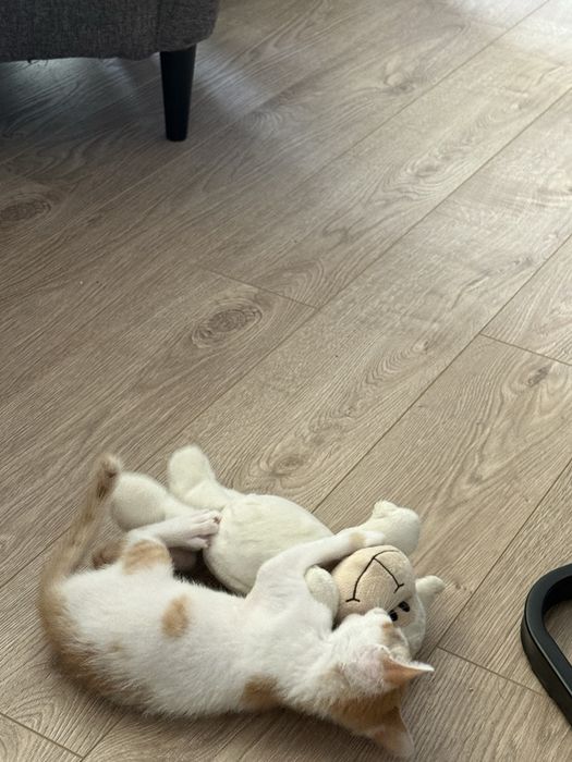 Малко мъжко коте