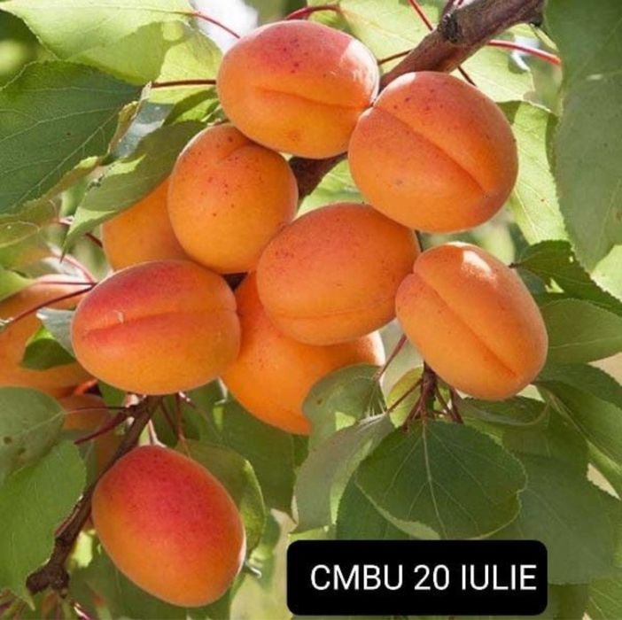 Pomi fructiferi anul 3,calitate excelentă