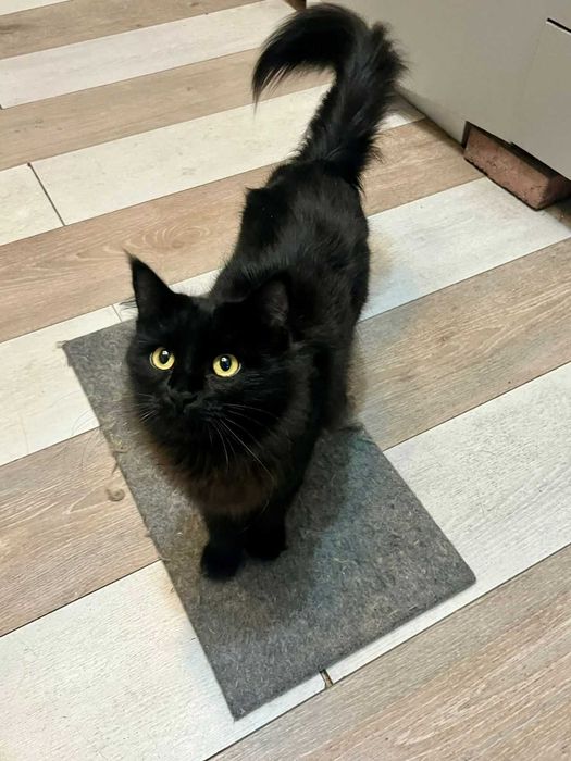 Молодая кошечка ищет добрых хозяев