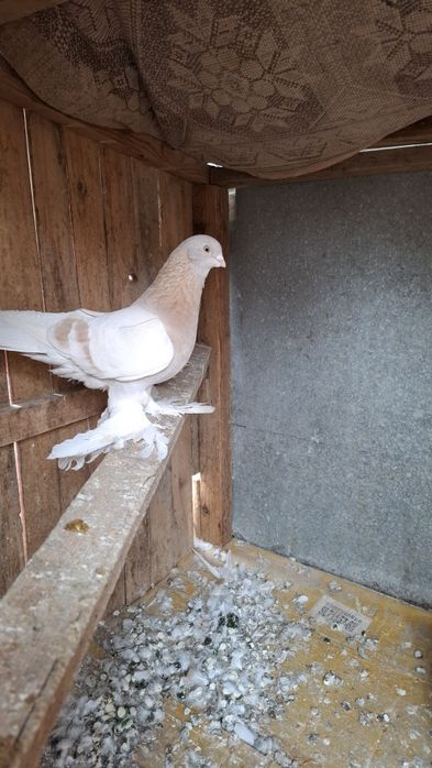 Голуби, көгершін.