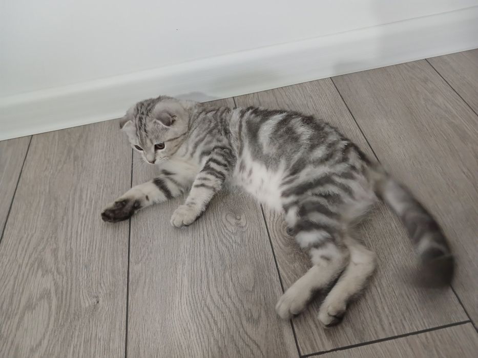 Продается вислоухий котенок