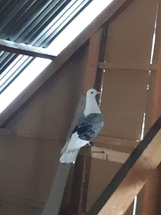 Продам голубя !   Сизобокий . Бакинец.