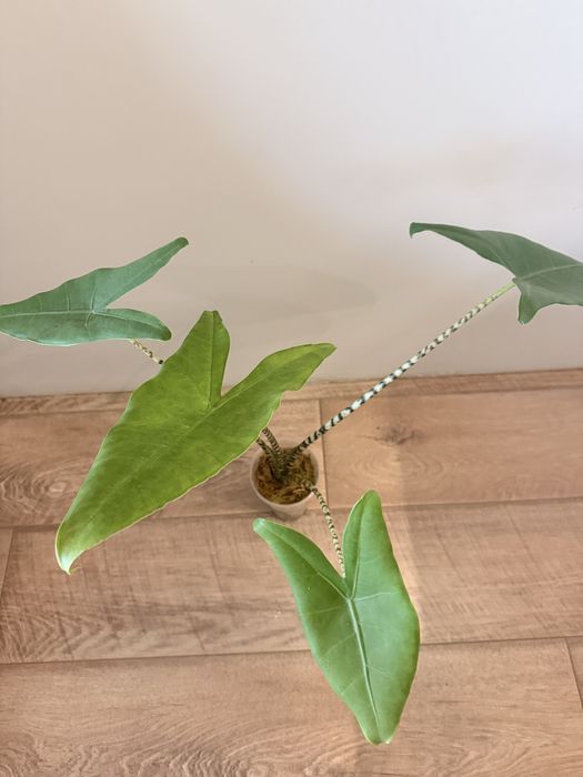 Продам Алоказию Зебрина