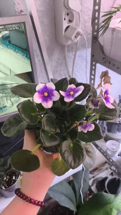 Цветы на подарки в  ассортименте