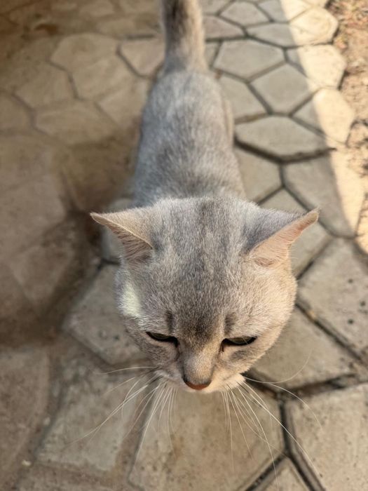 Беспалтнаяа кошка