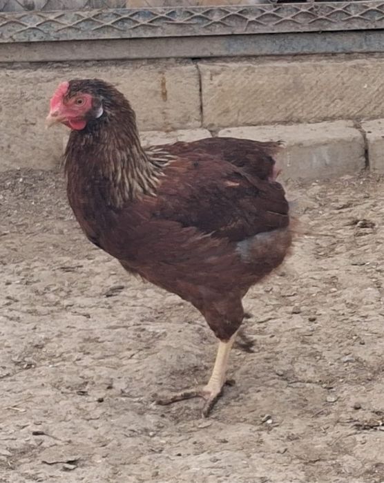 Несушка тауык