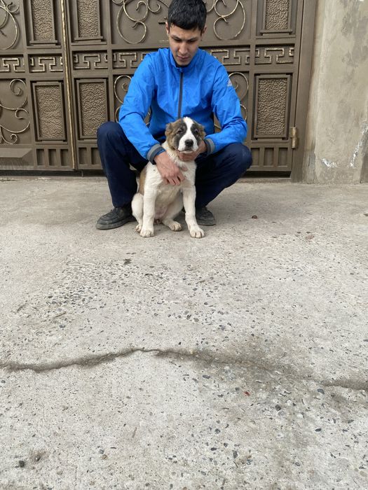 Алабай щенки 2 месяца