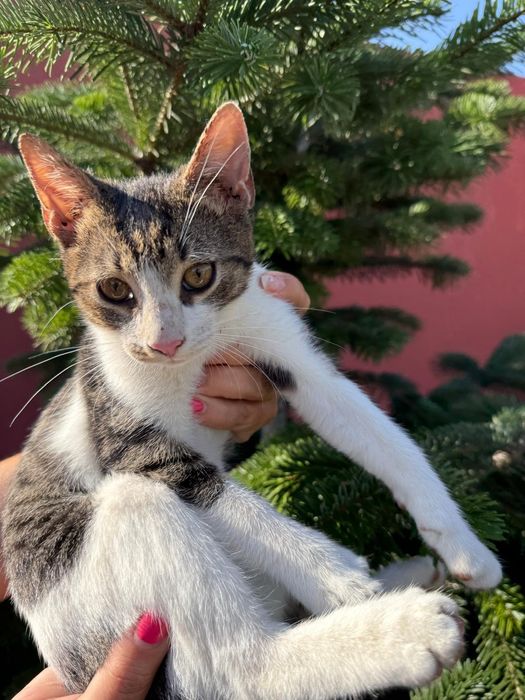 Adopție 5 pisoi minunați!