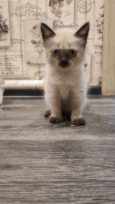 Отдам котят в хорошие руки