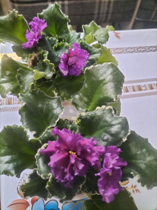 Продам домашние цветы