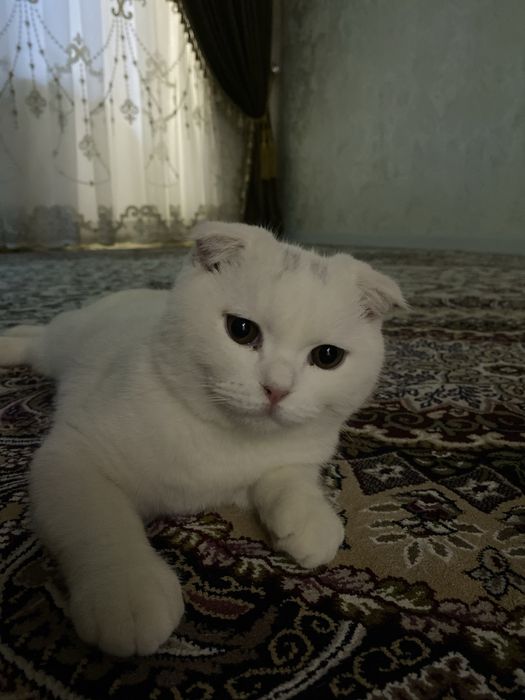 Срочно продаю кота!