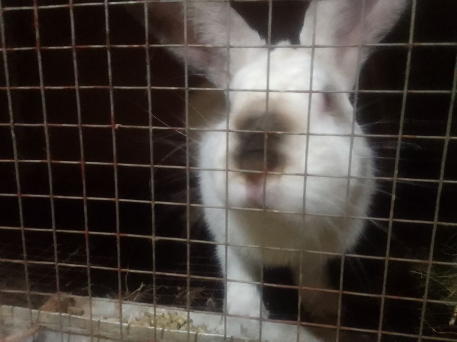 продам кролих. Бишкуль