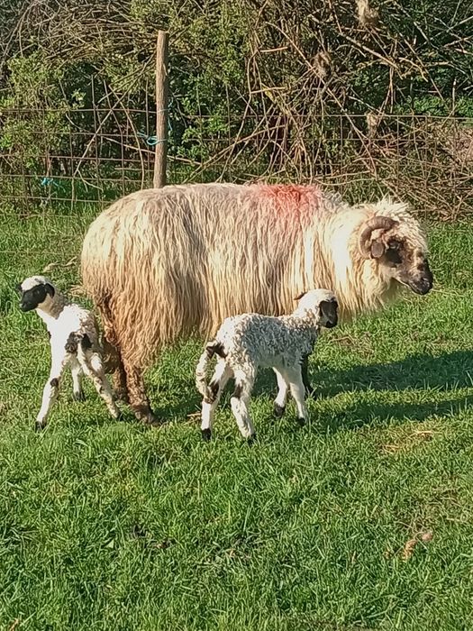 O oaie cu doi miei de vânzare Dârlos 0743809104 1.200 lei