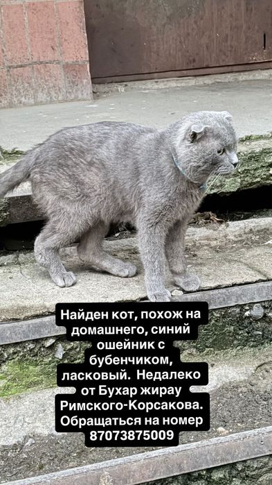 Найден домашний кот