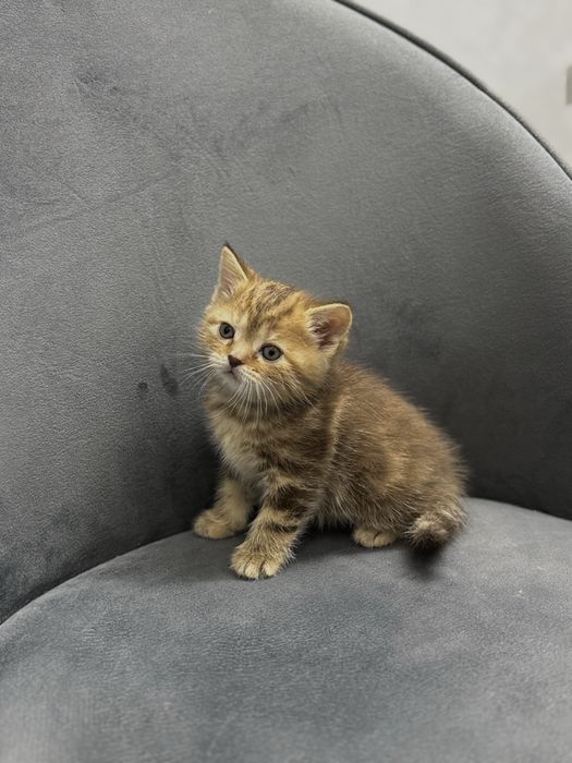 Продам котенка девочка