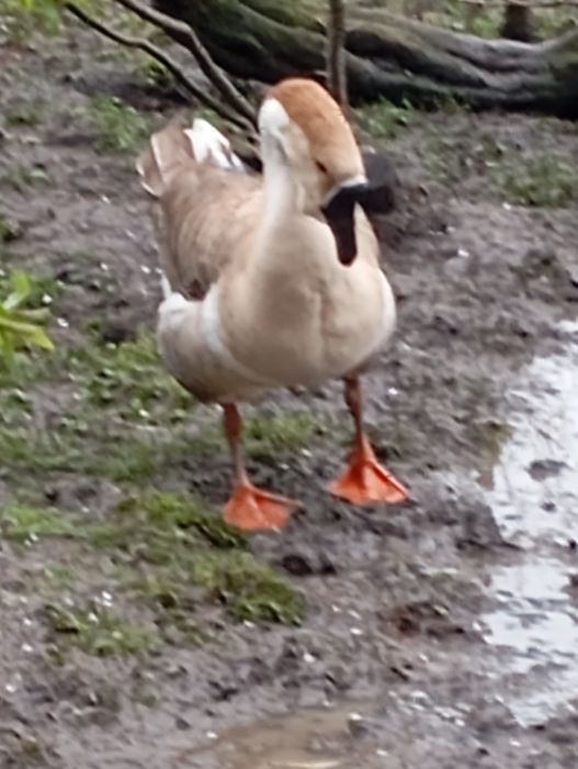 Ouă de gâște chinezești și africane ouă de rață Pekin și Leșească .
