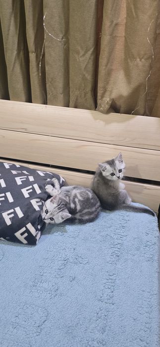 Продаются котята