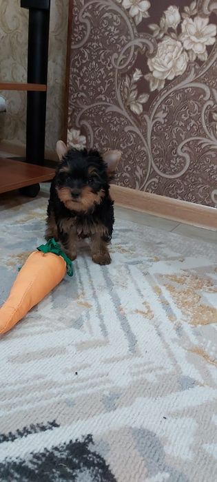 Щенки йоркширские терьеры