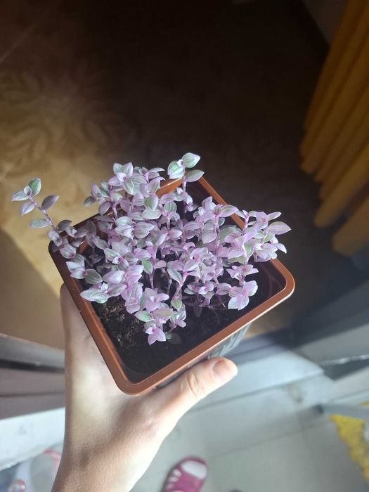 Каллизия розовая пантера