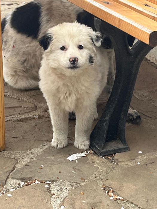 Donez cățeluș, are 4 luni, rasă metis