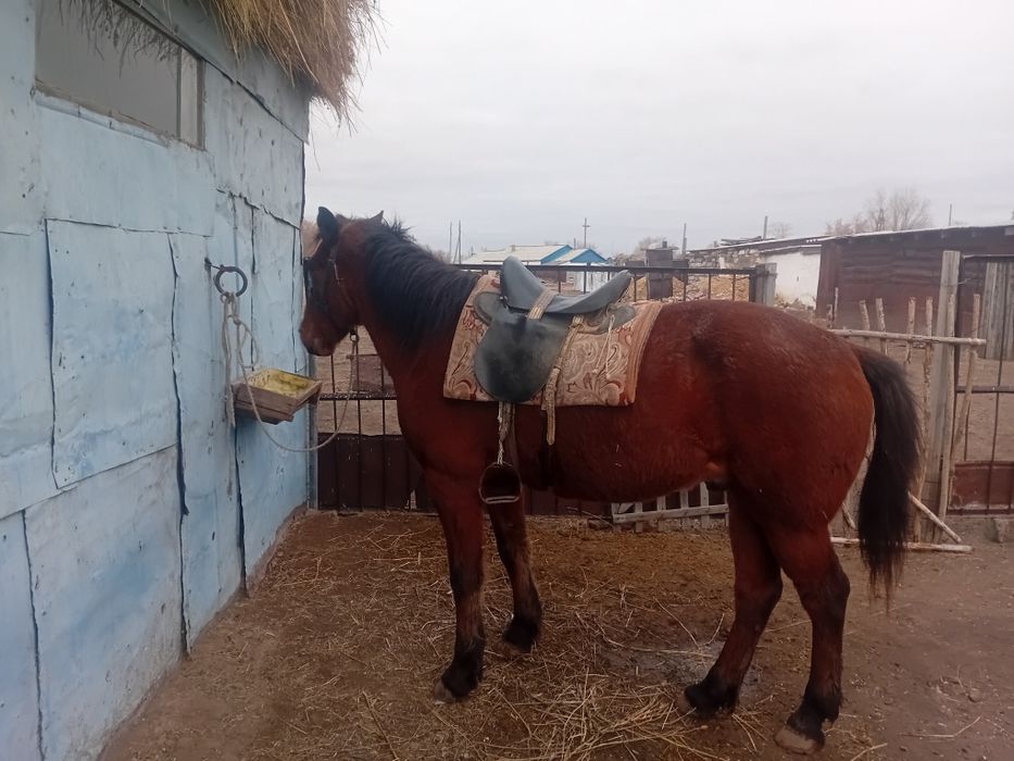 Продам коня, скакун