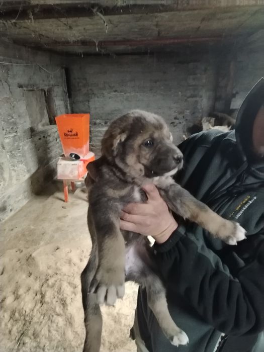 Продам щенка 1 мес