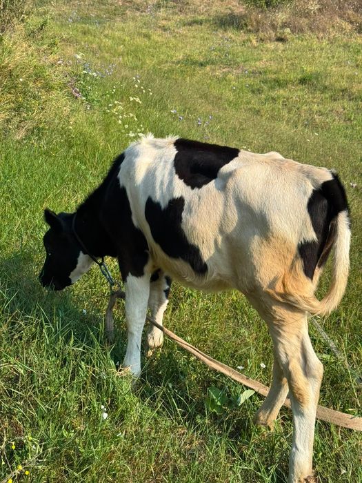 Vițea de 5 luni care este foarte bună si sănătoasă