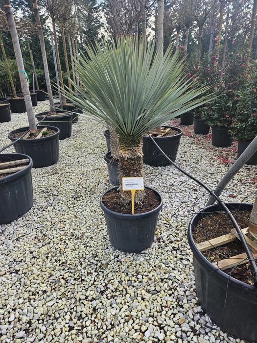 Maslin leilandy cycas bonsai spirale