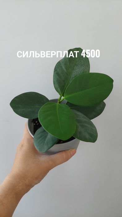 Комнатные растения