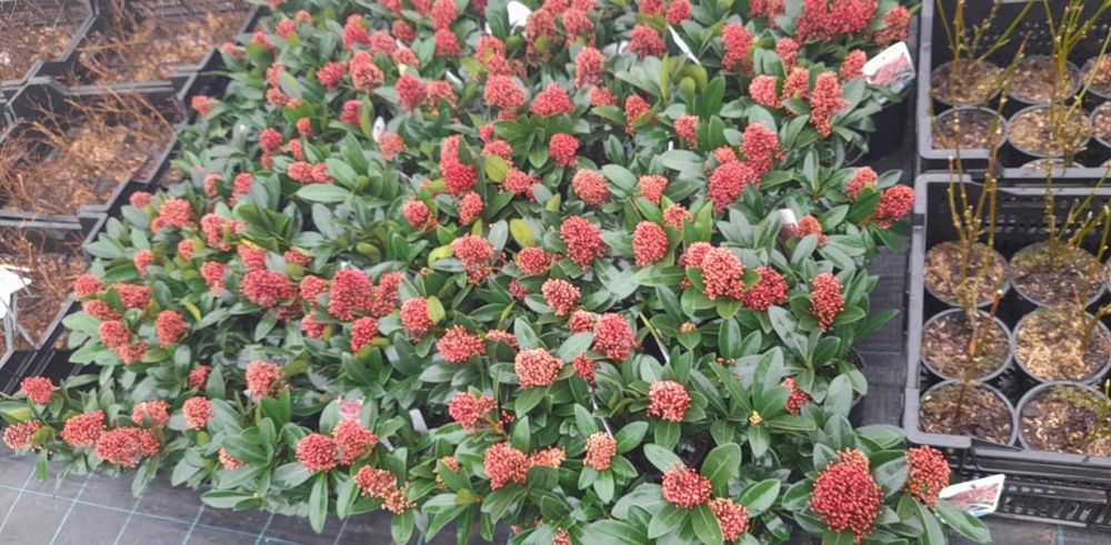 Скимия – Японски люляк (Skimmia japonica)