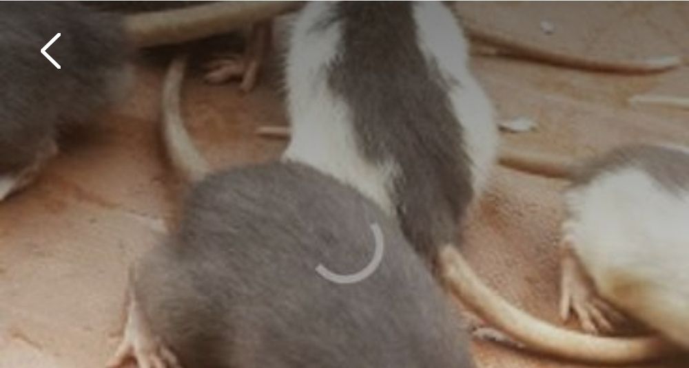 Продам крыску окраска разная