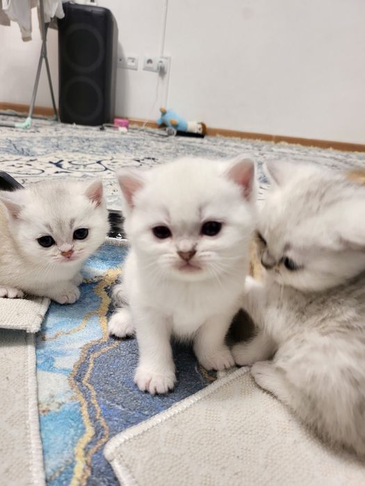 Шиншилла британская синий глазка