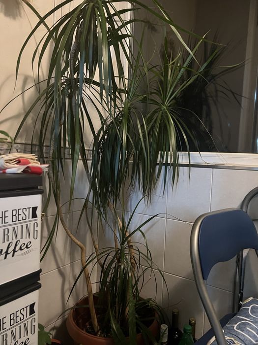 Драцена, отгледана в домашни условия