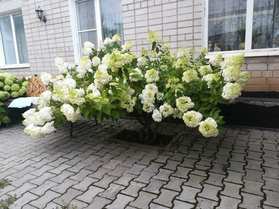 Саженцы,семена дерева Катальпы