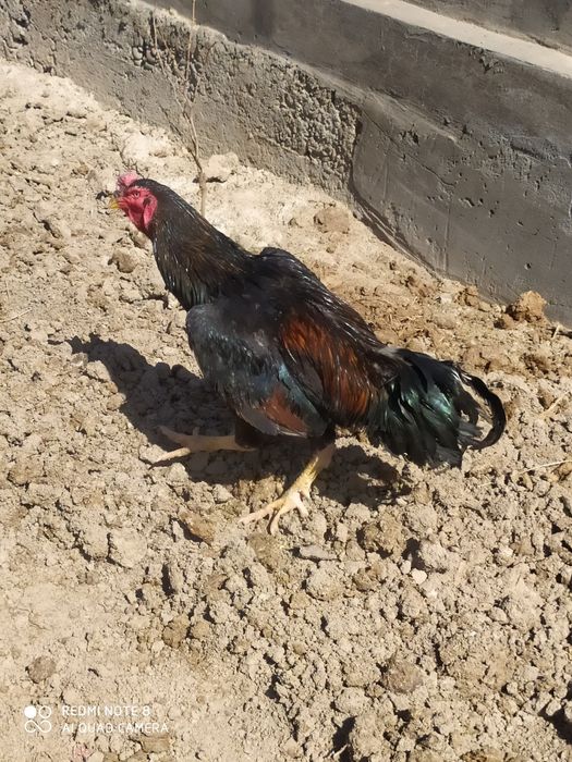 Dakan xoroz sotiladi