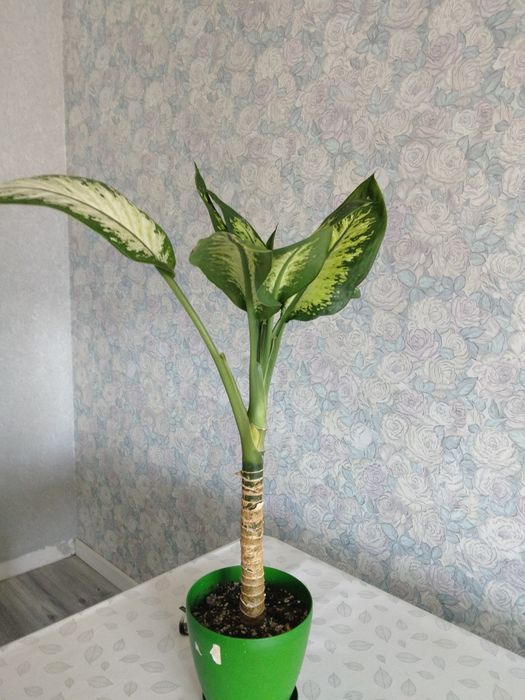 Продам комнатные растения