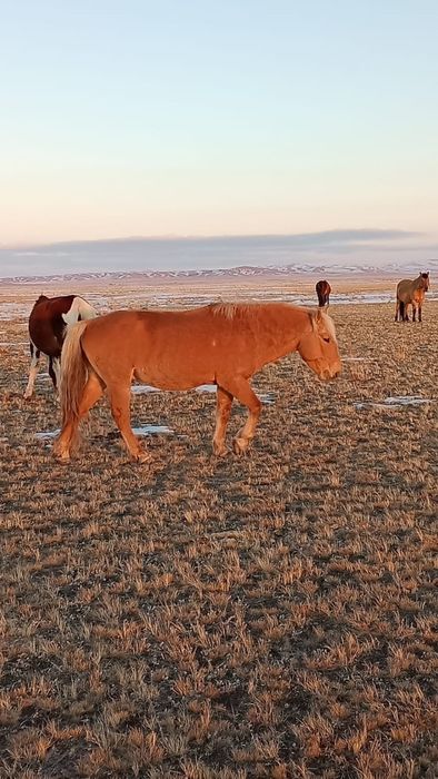 Айгыр 9 жасар