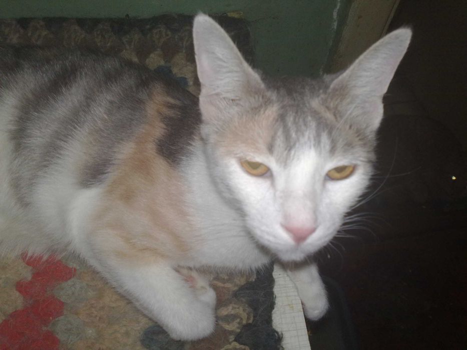 Красивая кошечка кира в добрые руки, 1 год.