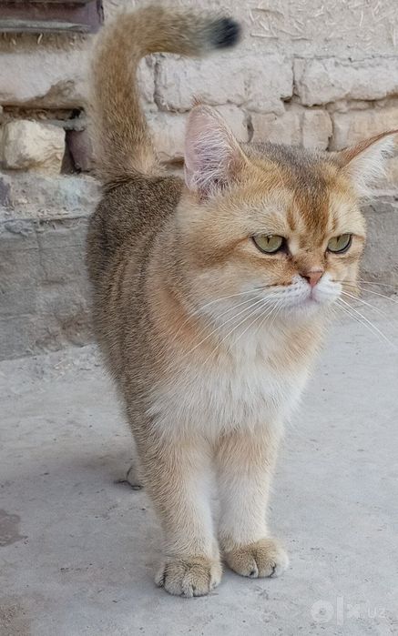 Zalatoy shinshila  vyaskaga