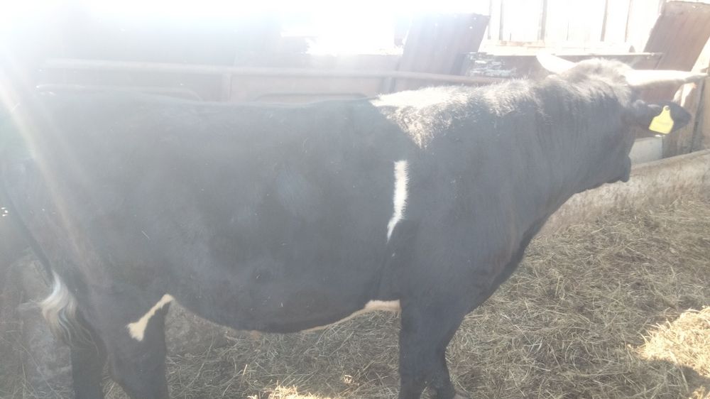 Продам хорошего бычка