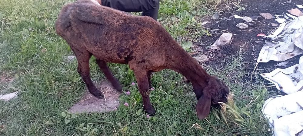 Qoy zotdor 2 ta bolasi bor yeb ichishiga jovob beramiz