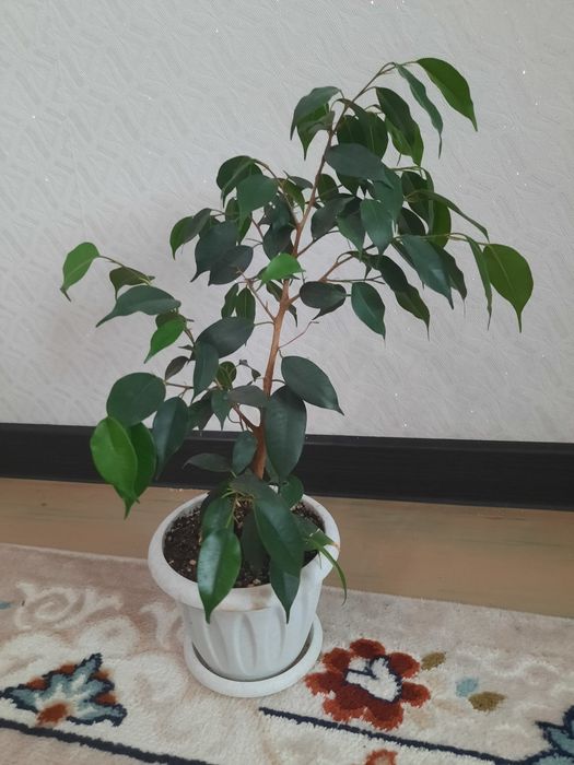 Фикус бенджамина
