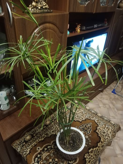 Комнатные  цветы