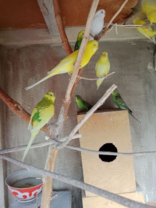 Toʻti qushchalar sotiladi