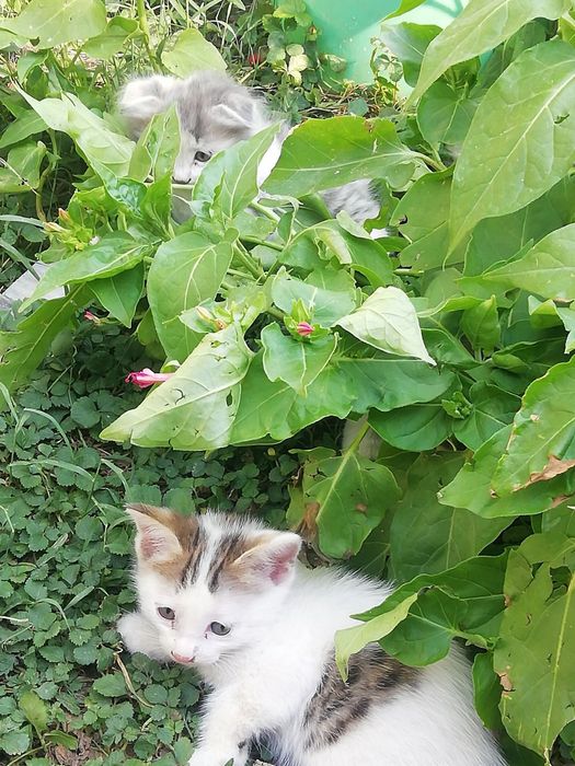 Котик бесплатно страйк полукровка