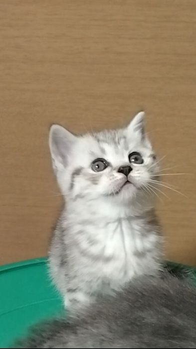 Шотландскае Скоттиш страйт